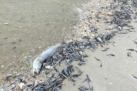 جدل واسع في السودان حول غموض أسباب نفوق كميات كبيرة من الاسماك ب”الشمالية”