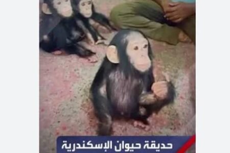 السلطات المصرية تضبط عملية تهريب صغار شامبانزي زواحف ونادرة عبر مطار القاهرة