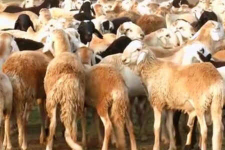 جولة (فايف دبليوز نيوز) تكشف ارتفاع جنوني في أسعار خراف الأضاحي