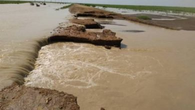 كشف عجز المسؤولين 20 عامًا …”الوحش العملاق” أخيرًا في مصيدة محلية الدندر
