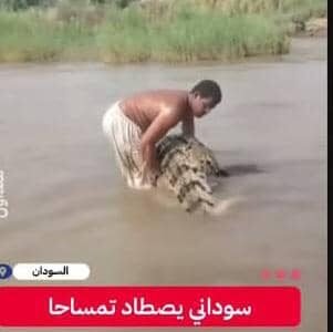 في مشهد مثير للدهشة سوداني يصرع تمساحا ضخما داخل نهر النيل